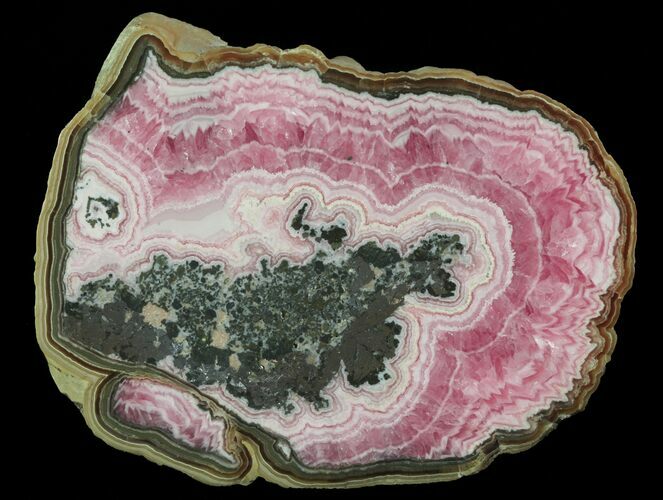 Rhodochrosite Stalactite Slice with Pyrite & Galena - Argentina #65061